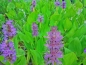 Preview: Hechtkraut - Pontederia cordata